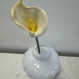 Calla Lily White