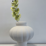 Cymbidium Orchid Light Green