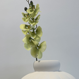 Cymbidium Orchid Light Green