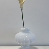 Calla Lily White