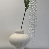 Amaranthus White - Bellavé Studio