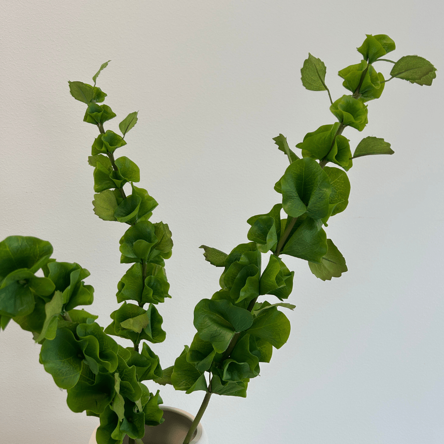 Bells of Ireland Leaves Bouquet - Bellavé Studio