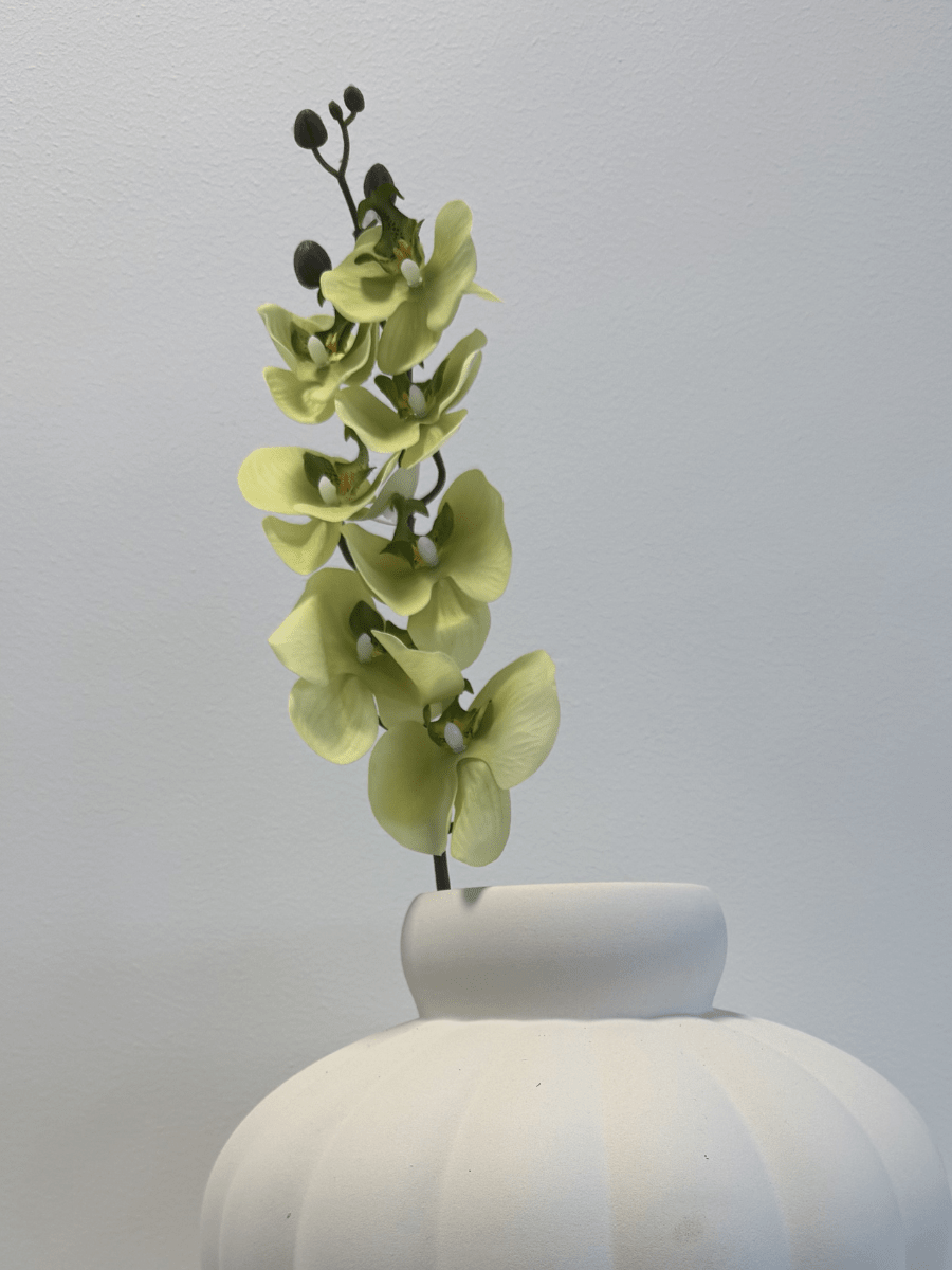 Cymbidium Orchid Light Green - Bellavé Studio