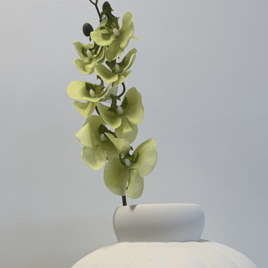 Cymbidium Orchid Light Green - Bellavé Studio
