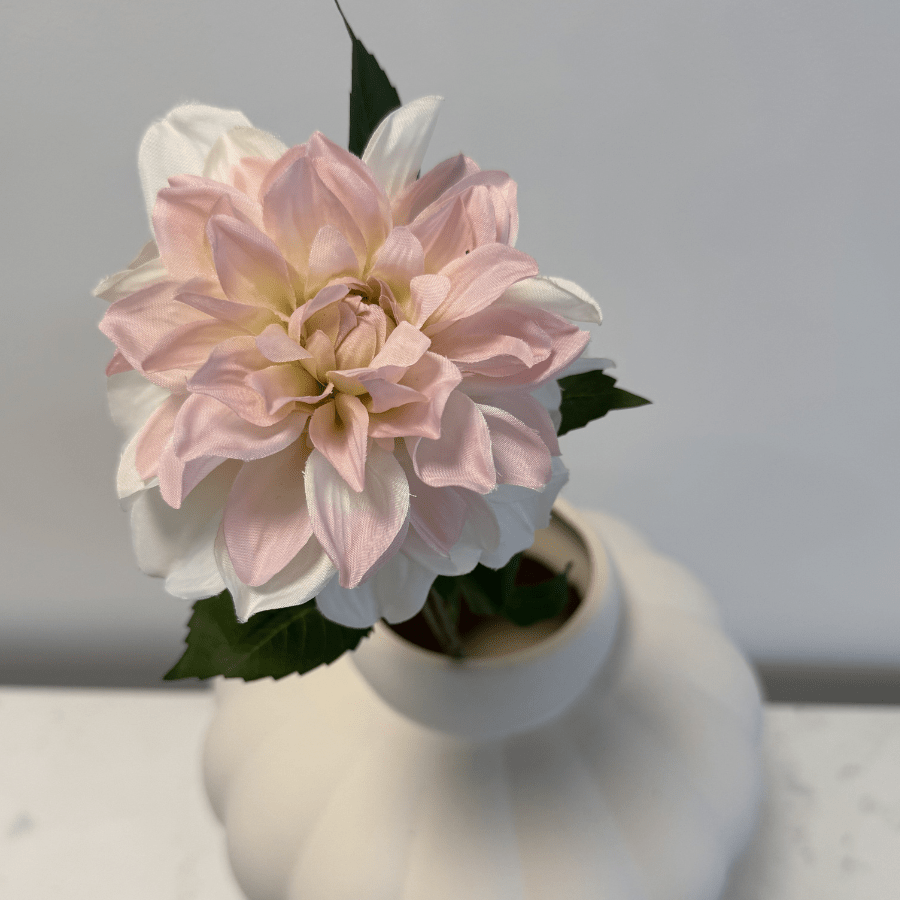 Dahlia White Pink - Bellavé Studio