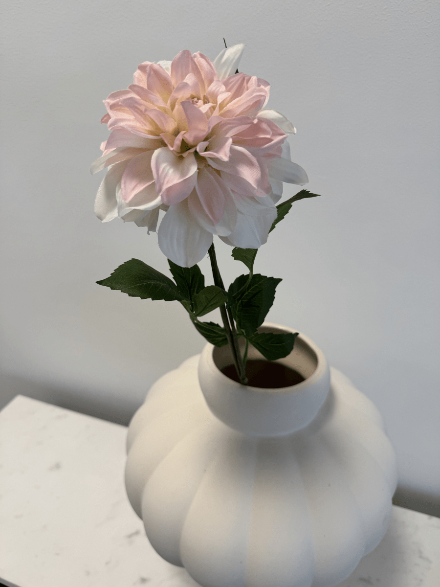 Dahlia White Pink - Bellavé Studio