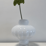 Dianthus Barbatus “Green Ball” Dark Green - Bellavé Studio