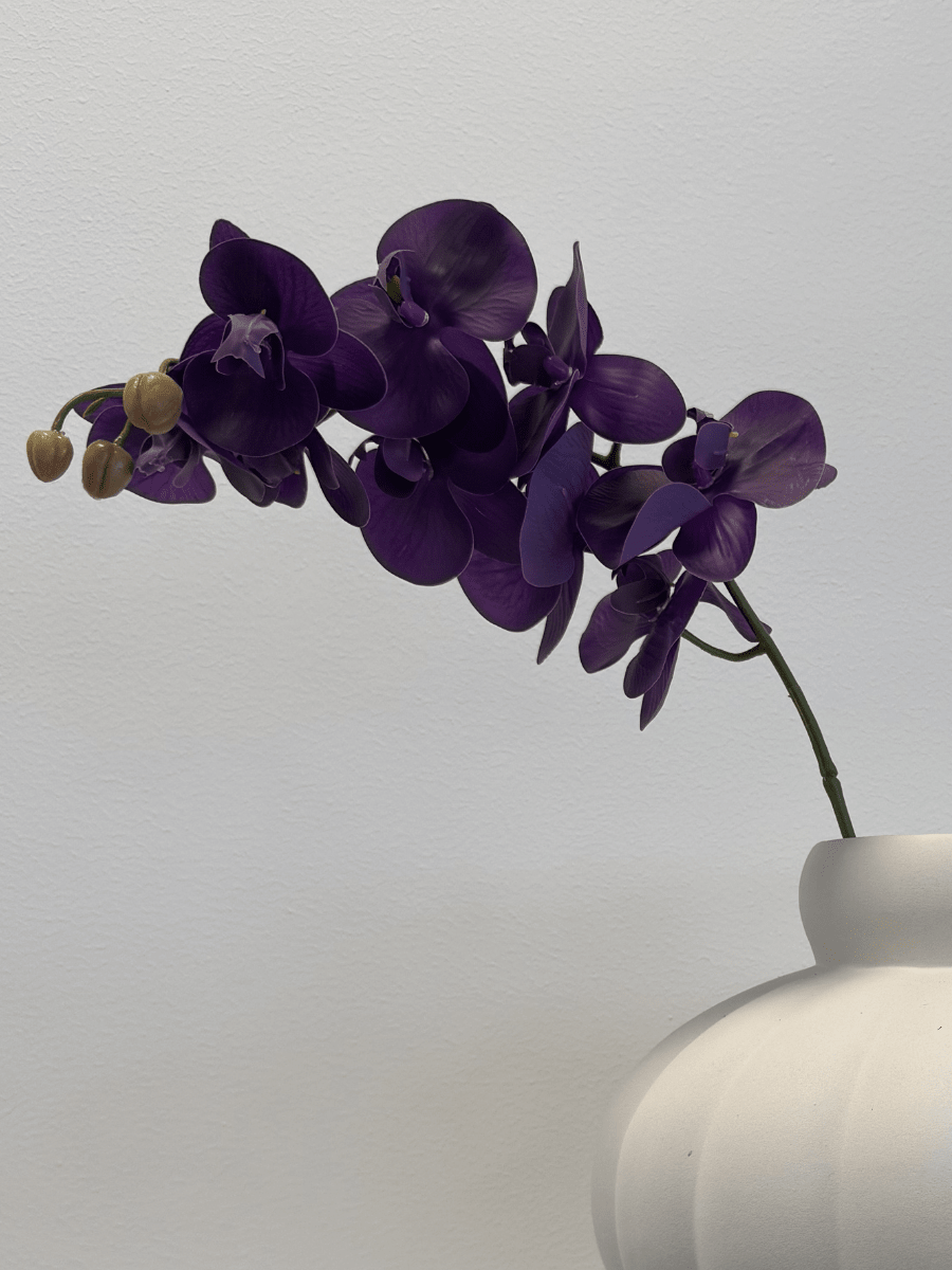 Orchid Deep Purple - Bellavé Studio