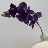 Orchid Deep Purple - Bellavé Studio