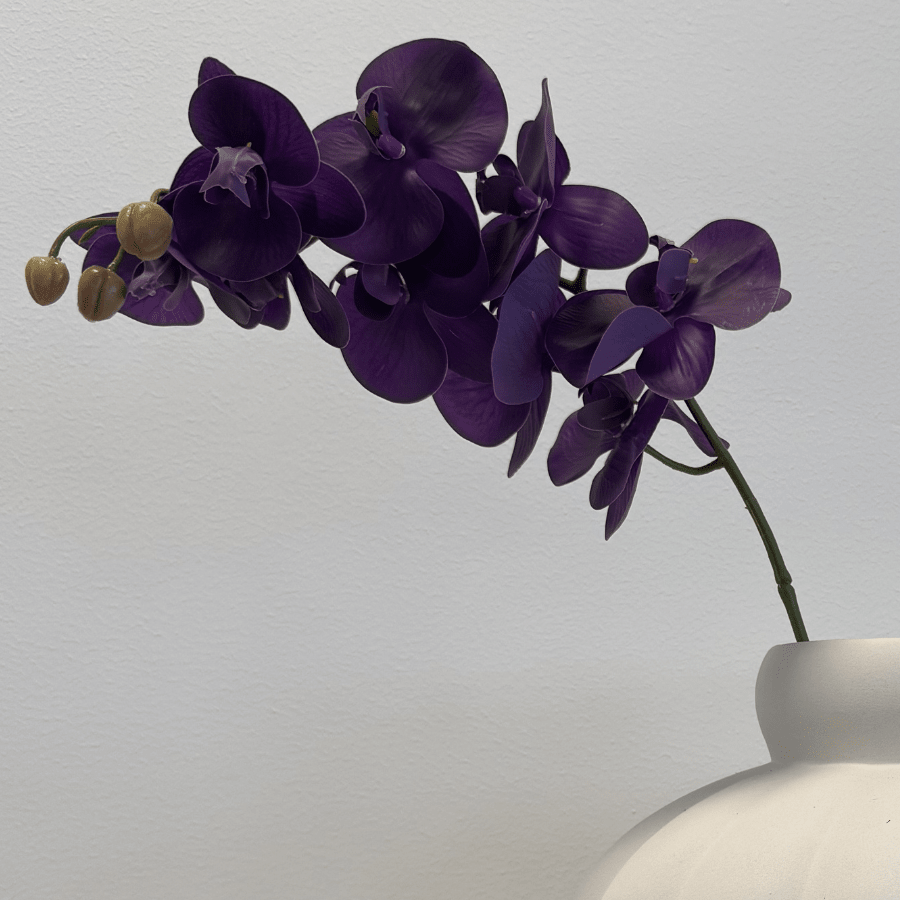 Orchid Deep Purple - Bellavé Studio