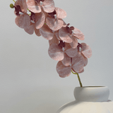 Orchid Peach - Bellavé Studio