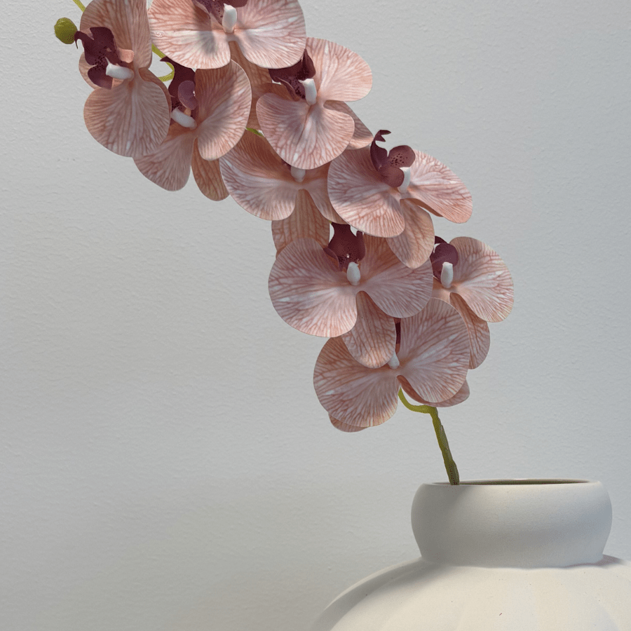 Orchid Peach - Bellavé Studio