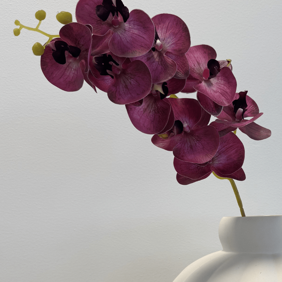Orchid Raspberry Blush - Bellavé Studio