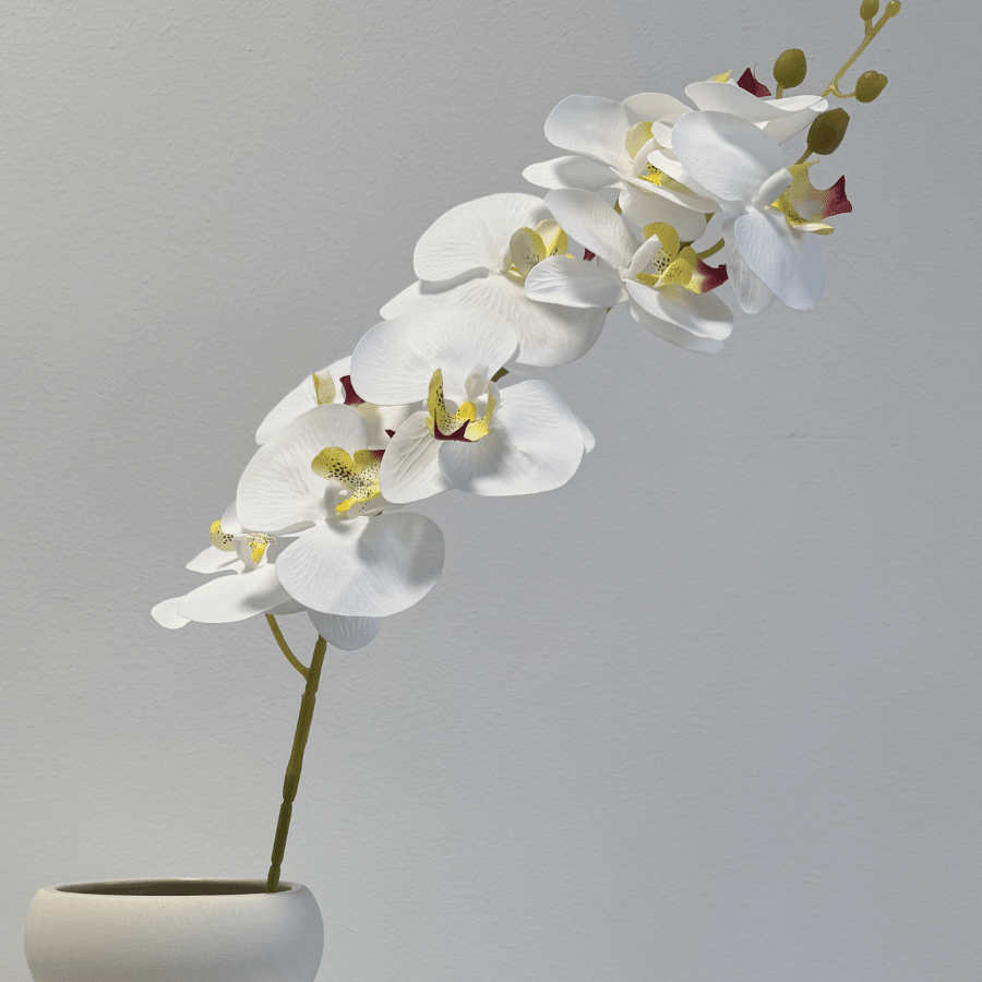 Orchid White - Bellavé Studio