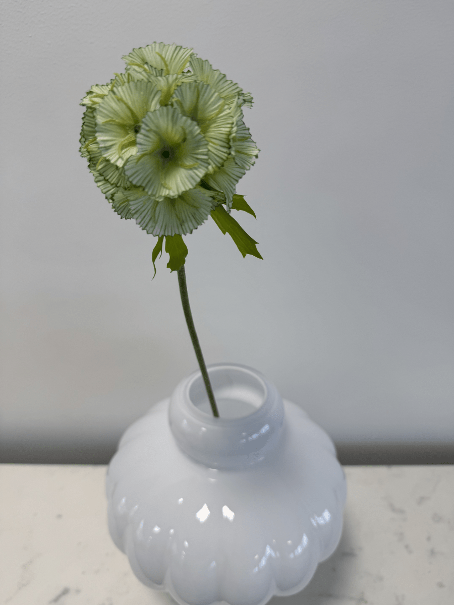 Scabiosa Seed Pod Light Green - Bellavé Studio
