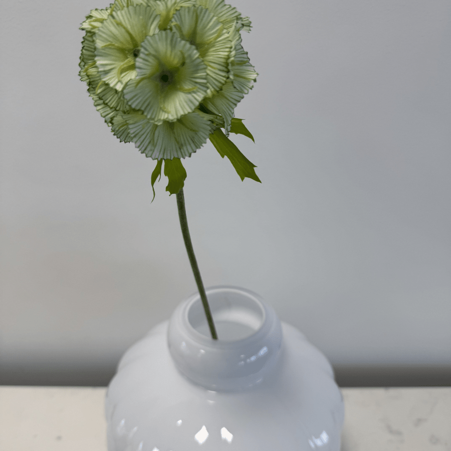 Scabiosa Seed Pod Light Green - Bellavé Studio