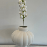 Yucca Gloriosa - Bellavé Studio